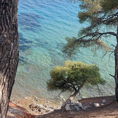 "Pine&Sea" Kastamoniti Beach Nikiti  Extérieur photo