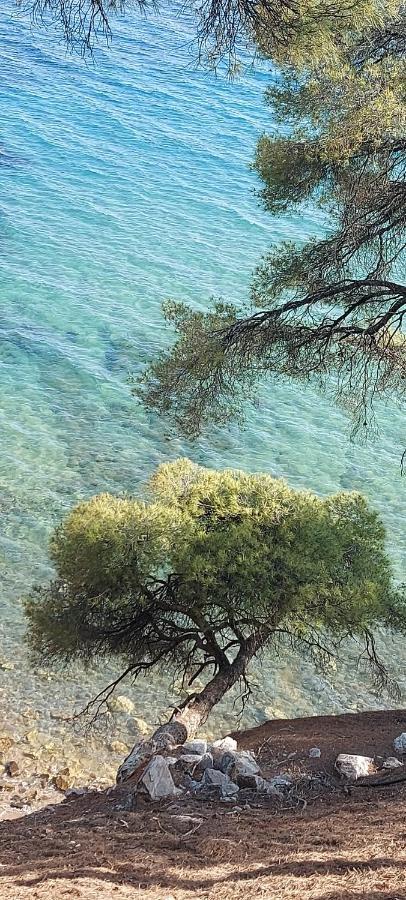 "Pine&Sea" Kastamoniti Beach Nikiti  Extérieur photo